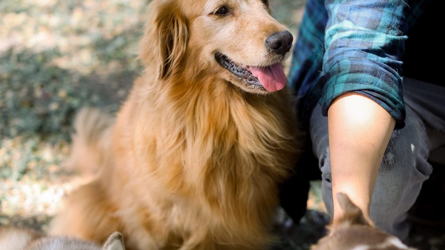 Coach Francis with dogs