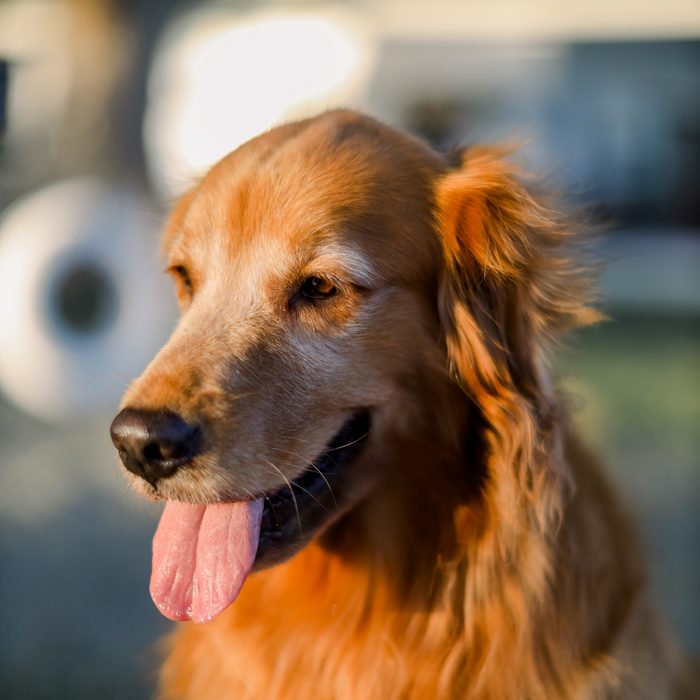 Siri, the Wonder Dog