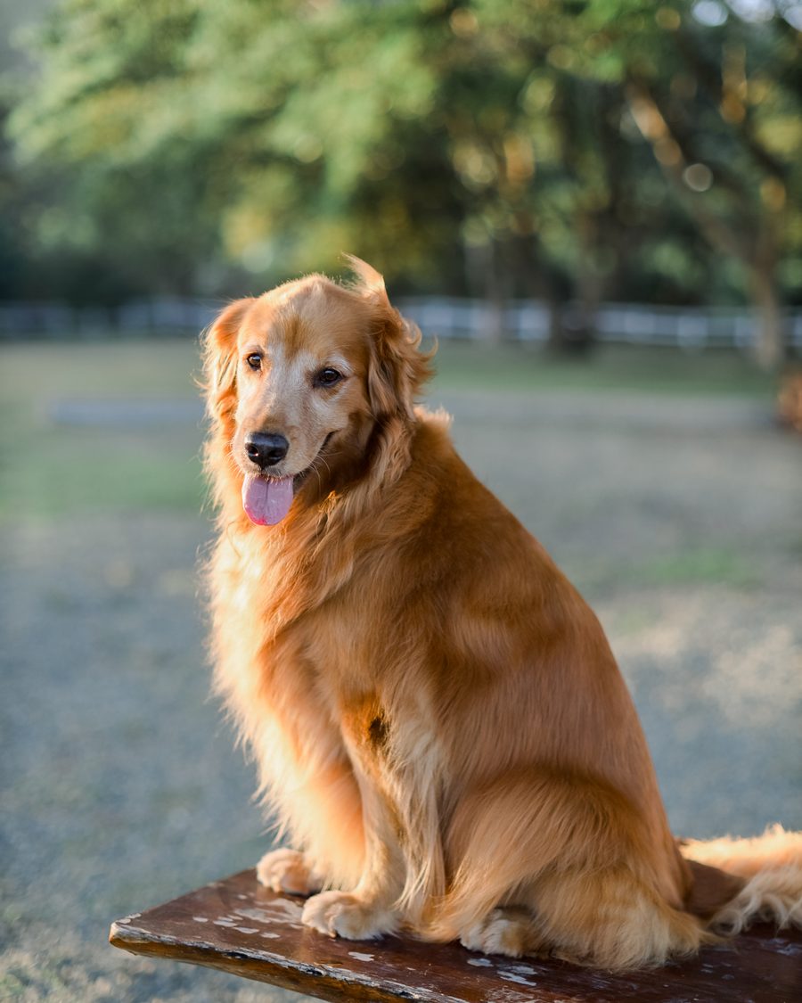 Siri the Golden Retriever, trained from puppyhood by Coach Francis